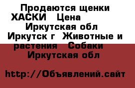 Продаются щенки ХАСКИ › Цена ­ 15 000 - Иркутская обл., Иркутск г. Животные и растения » Собаки   . Иркутская обл.